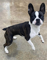 Home Away From Home Kennel - Photo 7 - Car repair in Buffalo, NY, Buffalo