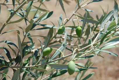 Zoilos Olive Oil (Zeytin, Zeytinyağı)