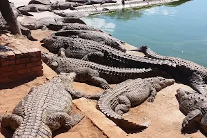 Lalele Crocodile Farm image