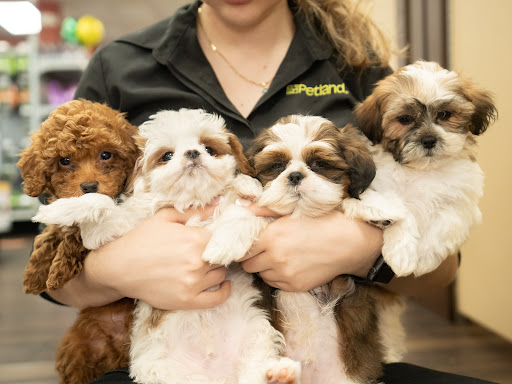 Pet Adoption Service «Petland Davie», reviews and photos, 11482 W State Rd 84, Davie, FL 33325, USA