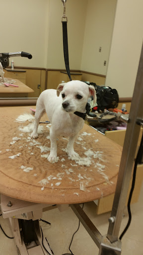 Pet Supply Store «PetSmart», reviews and photos, 4210 N 5th Street Hwy, Temple, PA 19560, USA