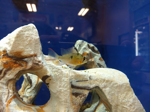 Pet Supply Store «PetSmart», reviews and photos, 1140 W Elliot Rd, Tempe, AZ 85284, USA