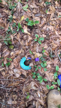 ProCore Pest Control - Photo 9 - Car repair in Charleston, SC, Charleston