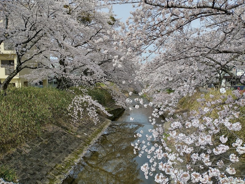 粟原川の桜並木