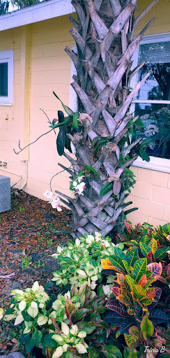 Florist «Ocala Flower Shop», reviews and photos, 1317 S Pine Ave, Ocala, FL 34471, USA