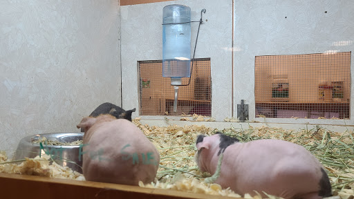 Pet Store «Forever Pets Inc», reviews and photos, 1030 Basse Rd, San Antonio, TX 78212, USA