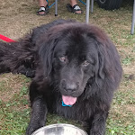 Photo n°6 de l'avis de María.o fait le 14/08/2022 à 17:39 sur le  Vahrner See à Vahrn