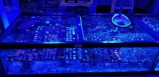 Tropical Fish Store «Fintastic Aquariums», reviews and photos, 3305 NW Main Ave, Jensen Beach, FL 34957, USA