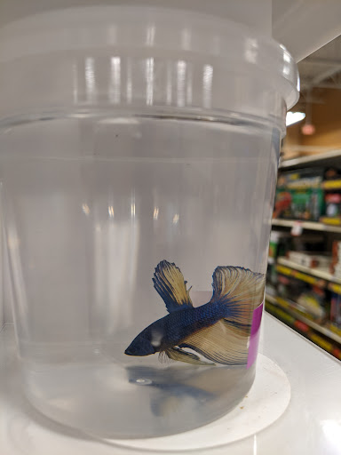 Pet Supply Store «PetSmart», reviews and photos, 160 Washington St #701, Rochester, NH 03839, USA