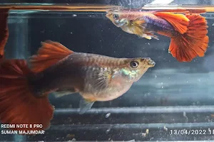 Guppy Breeder Farm - Quality guppy fish image