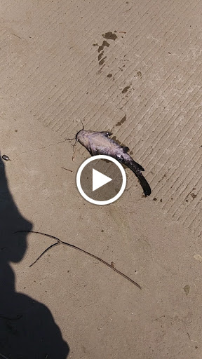 Dollar Store «FAMILY DOLLAR», reviews and photos, 725 E 2nd St, Muscatine, IA 52761, USA