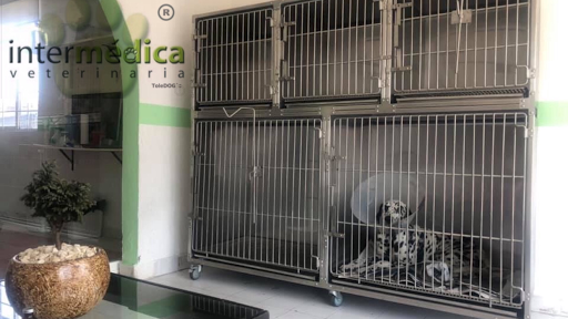 Intermedica Veterinaria Le Dog