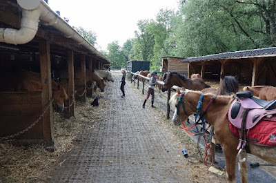 Cheval Détente des Berges du Gave à Laroin