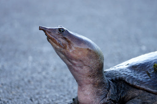 Tourist Attraction «Shark Valley Tram Tours», reviews and photos, 36000 SW 8th St, Miami, FL 33194, USA