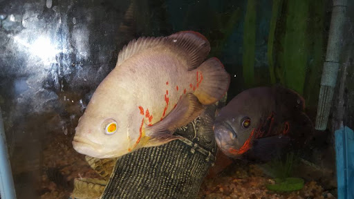 Pet Store «Species Pet Supply», reviews and photos, 1935 W Brandon Blvd, Brandon, FL 33511, USA