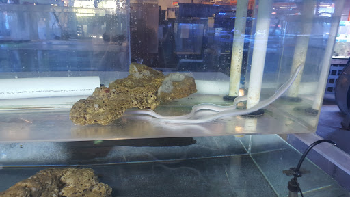 Tropical Fish Store «The Fish Store», reviews and photos, 2050 Chamblee Tucker Rd, Chamblee, GA 30341, USA