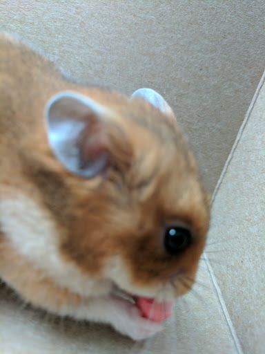 Pet Supply Store «Petco Animal Supplies», reviews and photos, 6140 University Dr, Huntsville, AL 35806, USA