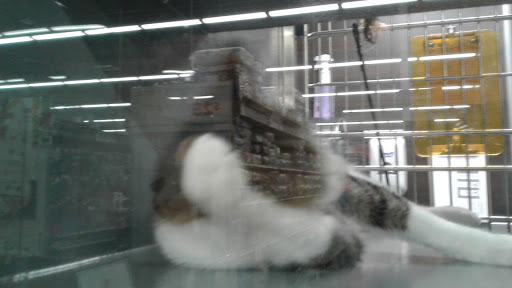 Pet Store «PetSmart», reviews and photos, 3152 Phoenix Center Dr, Washington, MO 63090, USA