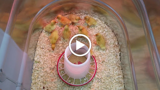 Home Improvement Store «Tractor Supply Co.», reviews and photos, 1701 Market St #109, Pocomoke City, MD 21851, USA