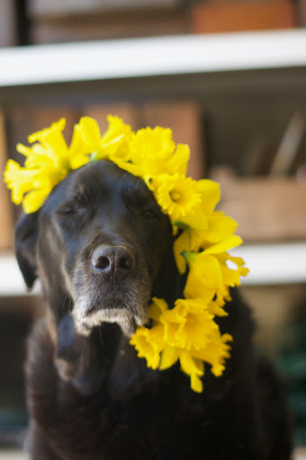 Florist «Greenlion Design», reviews and photos, 174 Bellevue Ave #220, Newport, RI 02840, USA