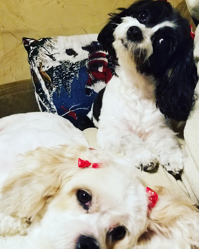 Cuddlebugs Dog Grooming