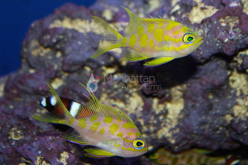 Tropical Fish Store «Manhattan Aquariums», reviews and photos, 522 W 37th St, New York, NY 10018, USA