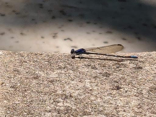 Public Golf Course «Landa Park Golf Course at Comal Springs», reviews and photos, 180 Golf Course Rd, New Braunfels, TX 78130, USA