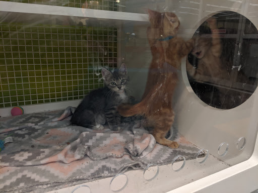 Pet Supply Store «Petco Animal Supplies», reviews and photos, 14609 Airline Hwy Ste 104, Gonzales, LA 70737, USA