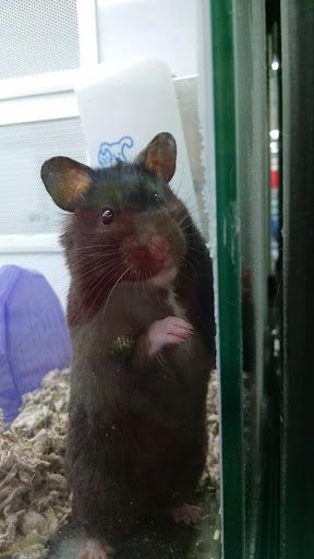 Pet Supply Store «Petco Animal Supplies», reviews and photos, G3559 Miller Rd, Flint, MI 48507, USA