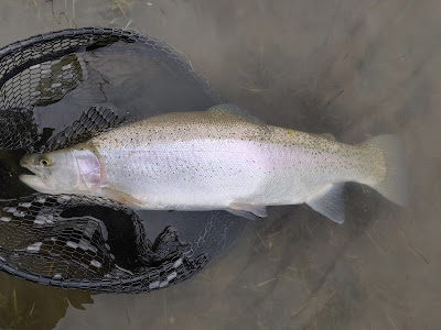Réservoir de pêche à la mouche Travecy à Travecy