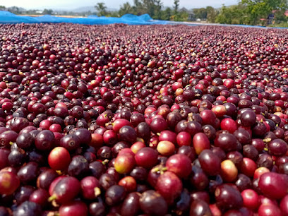 coffee farm Chiangmai