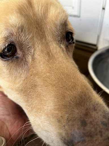 Weedsport Animal Hospital