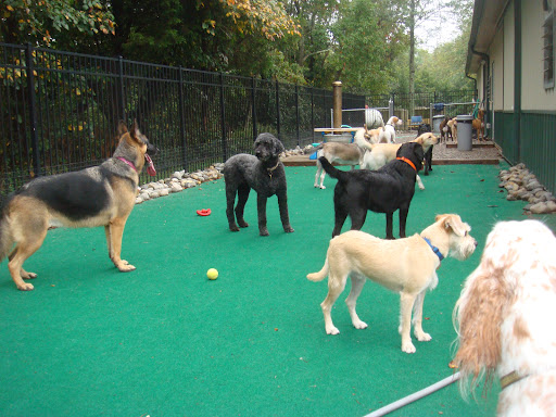 Dog Day Care Center «Dog Days Daycare Center», reviews and photos, 281 Roycefield Rd, Hillsborough Township, NJ 08844, USA