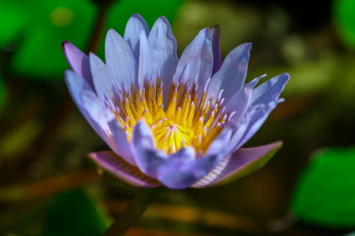 Glaß Wasserpflanzen / Gartengestaltung unter Neusäß, 