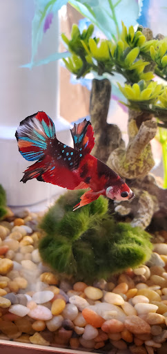 Pet Supply Store «Petco Animal Supplies», reviews and photos, 675 Deis Dr i, Fairfield, OH 45014, USA