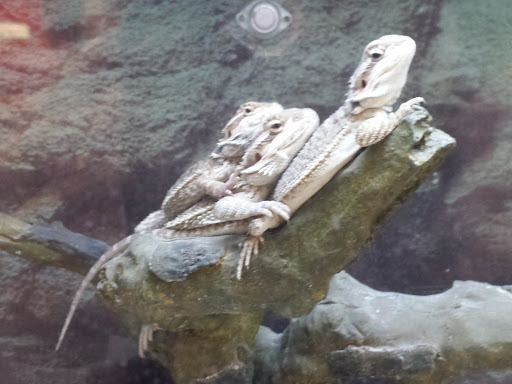 Pet Supply Store «Petco Animal Supplies», reviews and photos, 412 W Army Trail Rd, Bloomingdale, IL 60108, USA