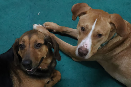 Pet Supply Store «Four Legs Pets Gilberts», reviews and photos, 133 E Higgins Rd, Gilberts, IL 60136, USA