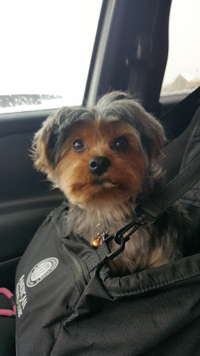 Pet Supply Store «PetSmart», reviews and photos, 3425 Amelia Dr, Orchard Park, NY 14127, USA