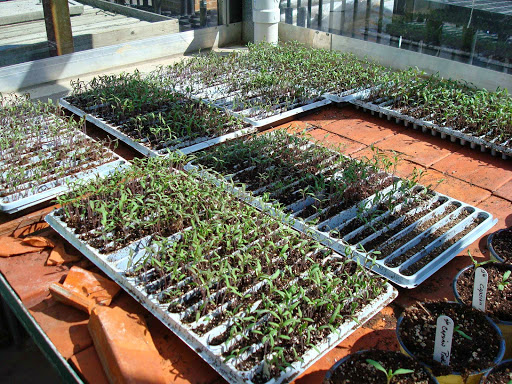 Florist «Ray Hunter Florist & Garden», reviews and photos, 16153 Eureka Rd, Southgate, MI 48195, USA