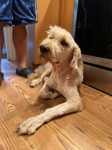 Pet Supply Store «PetSmart», reviews and photos, 250 Grossman Dr, Braintree, MA 02184, USA