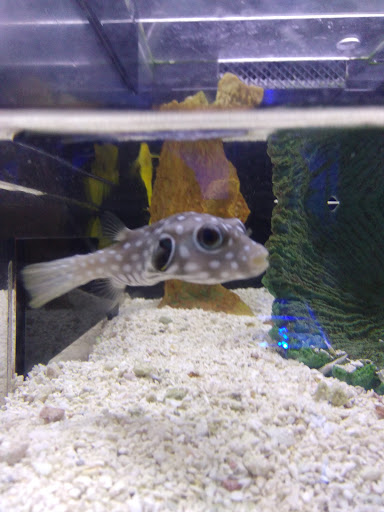 Aquarium «Tennessee Water Gardens», reviews and photos, 6410 Papermill Dr NW, Knoxville, TN 37919, USA