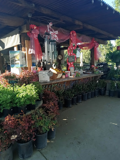 Bonsai plant supplier Glendale