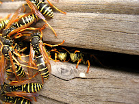 Landmark Pest Management - Photo 8 - Car repair in , Chicago