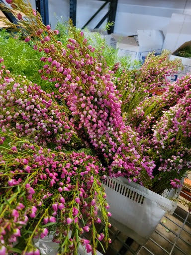 Florist «Botanica Wholesale Florist», reviews and photos, 3208 International Pl, Irving, TX 75062, USA