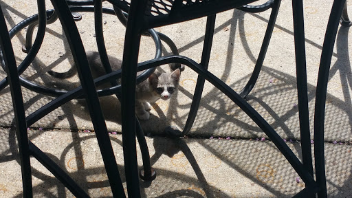 Golf Course «Renditions Golf Course», reviews and photos, 1380 Central Ave, Davidsonville, MD 21035, USA