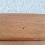 Photo n°14 de l'avis de Andre.. fait le 01/10/2023 à 07:47 sur le  Hotel Baia Aranzos à Golfo Aranci