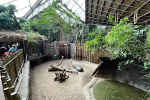 African Rainforest Pavilion image