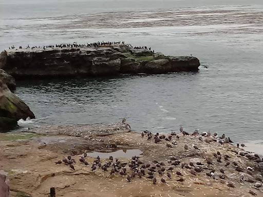 Coffee Shop «Santa Cruz Coffee Roasting Co.», reviews and photos, 1330 Pacific Ave, Santa Cruz, CA 95060, USA