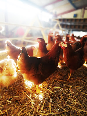 Les Belles Poulettes à Culan