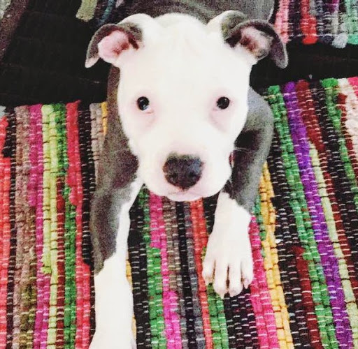 Department Store «Walmart Supercenter», reviews and photos, 120 Sam Walton Dr, Russellville, KY 42276, USA